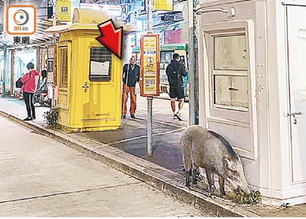 野豬覓食  夜闖香港仔巴士站