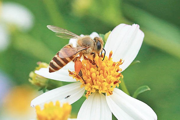 蜜蜂平均訪花次數較其他昆蟲類別高，且相對穩定。