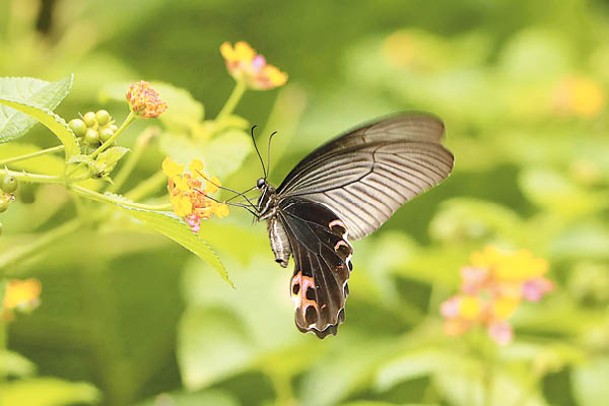 普查數據顯示，蝴蝶較受外來植物吸引。