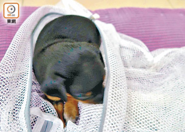 有幼犬被放進一個網袋內。