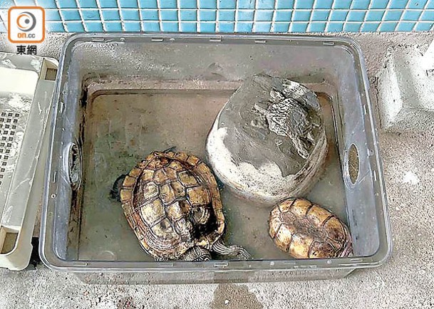 兩隻烏龜逃過火劫。