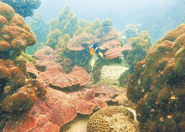 東平洲亞媽灣  珊瑚覆蓋率最高
