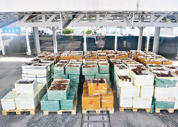 行動中檢獲約4,400公斤懷疑走私龍蝦，估計市值約130萬元。