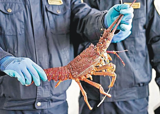 內地海關關員展示檢獲的龍蝦。