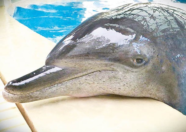 海洋公園最年長雄性海豚離世