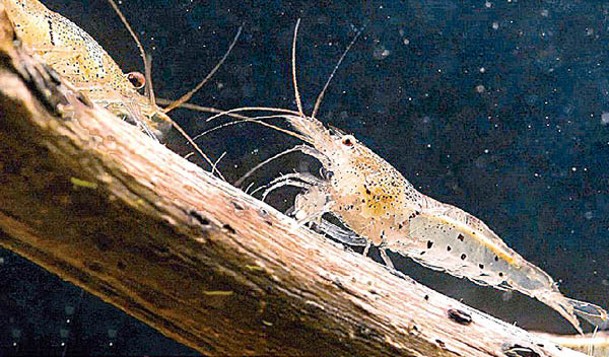廣東米蝦身長僅3至4厘米。