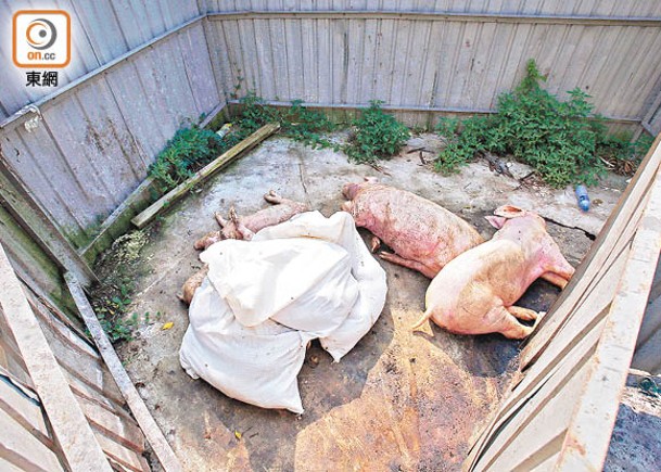 據分析近月非洲豬瘟爆發，可能與動物屍體收集車及動物屍體收集站有關。