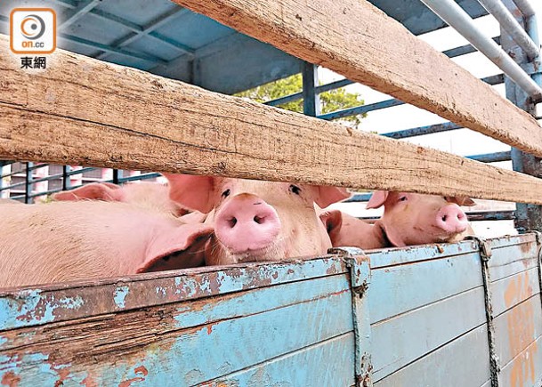 新田有豬場發現非洲豬瘟病毒，豬隻已被銷毀。