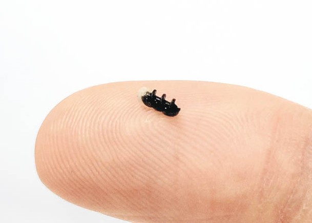 模塊化微型機械人的實際大小。