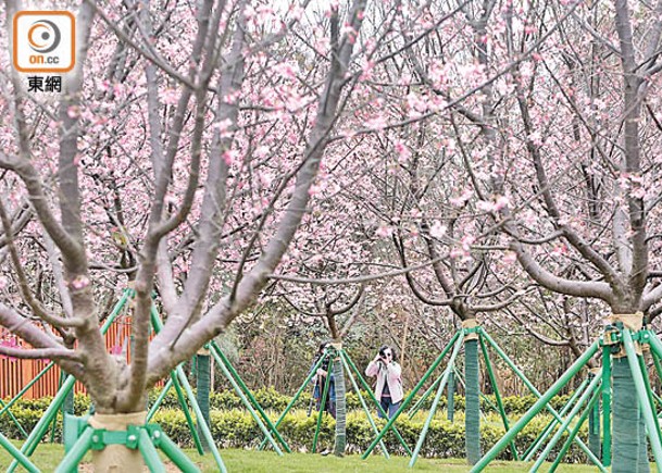 櫻花園共種植了85棵好運來櫻花。（陳德賢攝）