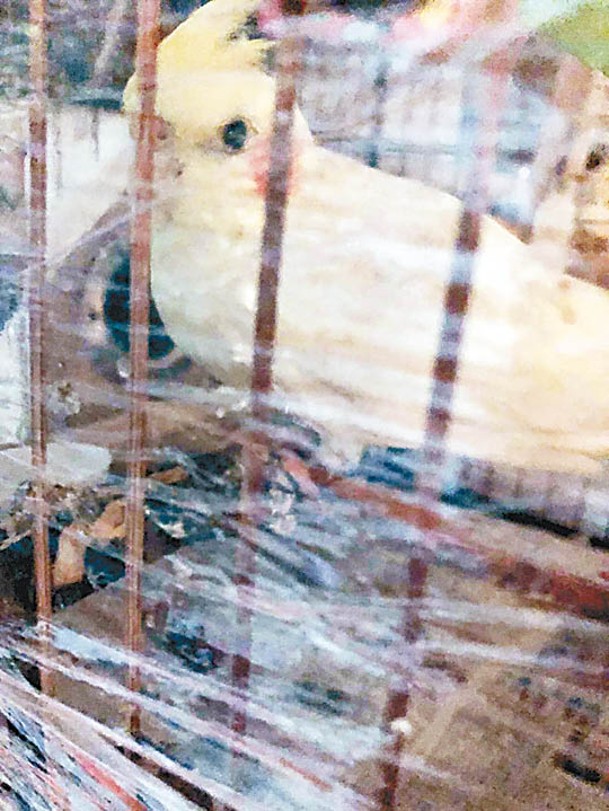 其中一張相片顯示，有鸚鵡的雀籠幾乎被透明膠覆蓋。