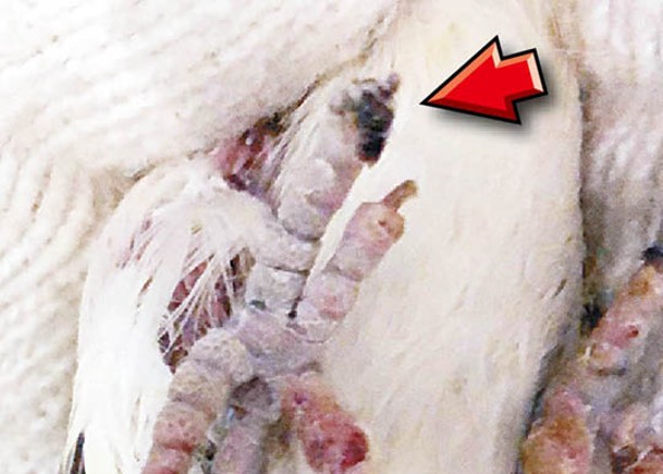 懷疑受感染的腳趾，傷口末端呈黑色（箭嘴示）。