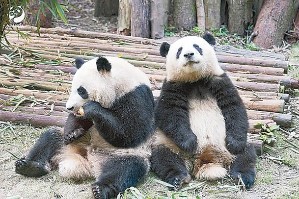 有議員希望內地再贈大熊貓給香港。