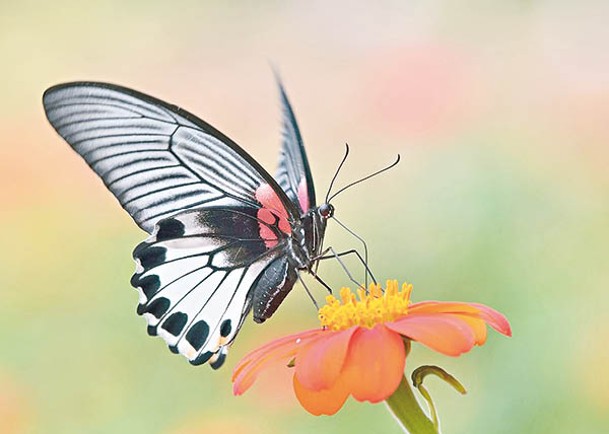 美鳳蝶幼蟲會食用年桔樹葉。（鳳園蝴蝶保育區提供）