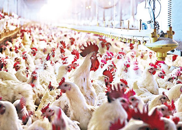 美日波蘭爆高致病禽流感 港停進口涉事地區禽類產品
