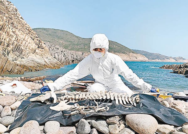 西貢  清水灣  發現江豚骸骨