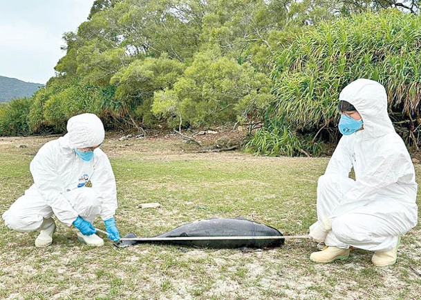 人員檢查豚屍。（香港海洋公園保育基金）