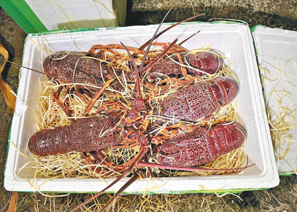 人員檢獲約417公斤懷疑走私龍蝦。