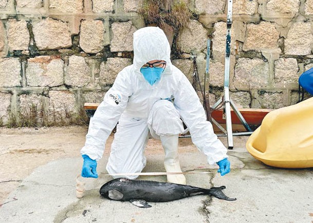人員檢視初生江豚屍體。