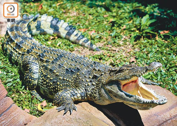 元朗八鄉去年發現的鱷魚「百香果」已入住「鱷園」。（黃仲民攝）