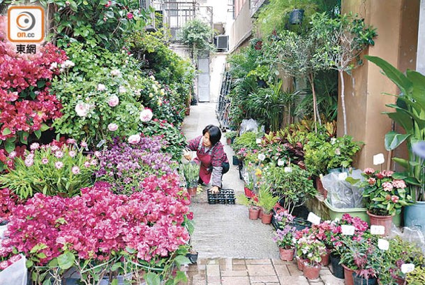 不少市民都會到花墟買花。