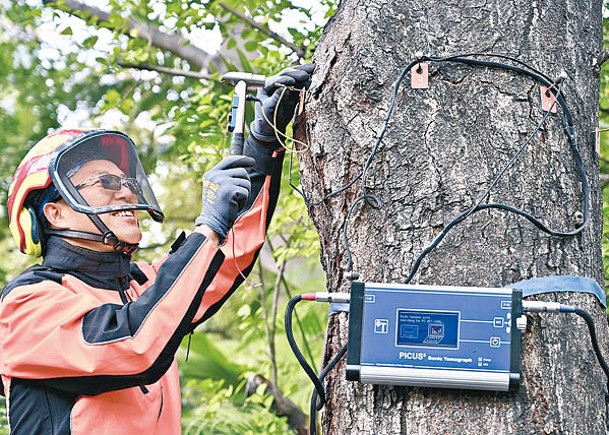 人員以聲納探測儀檢查樹木的內部狀況。