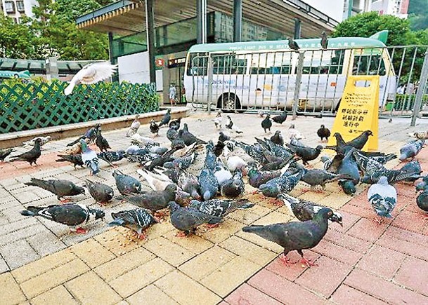 野鴿為患，令市民不勝其擾。