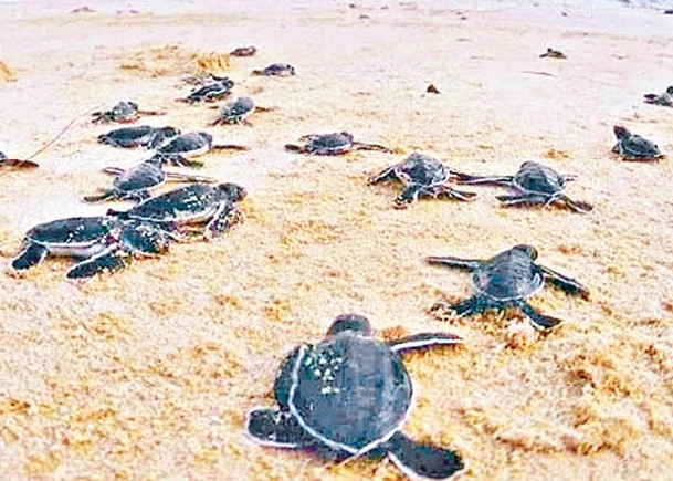 為保護綠海龜產卵，南丫島深灣限制地區昨日起設限制期，直至10月31日。
