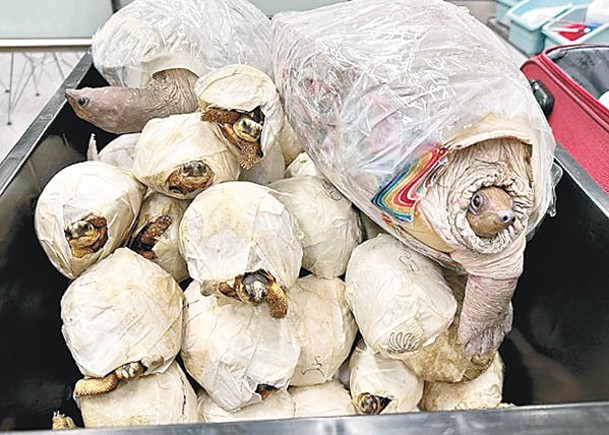 菲律賓男子涉嫌非法販運63隻懷疑屬於瀕危物種的活龜。