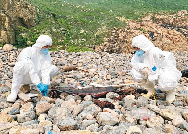 在火石洲發現的江豚屍體。
