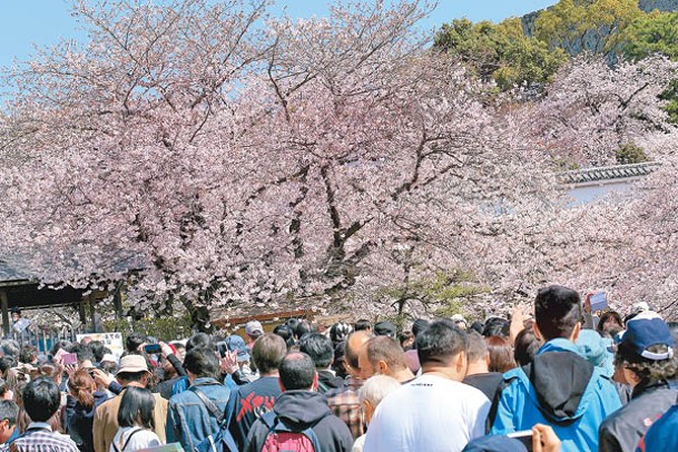 日本觀光局數據顯示，今年首兩個月有逾39萬人次港人到當地旅遊。