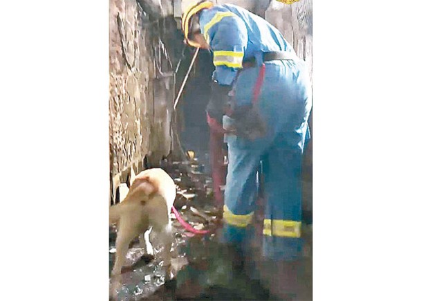 火警調查犬協助搜證。
