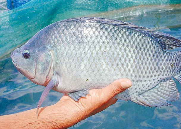 「非洲鯽」俗稱吳郭魚。