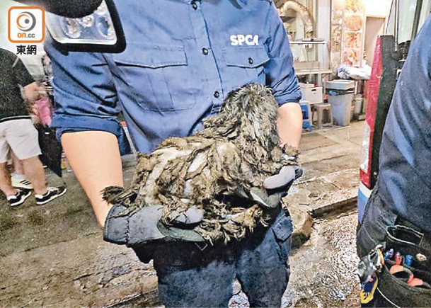 逾40貓狗困糧油倉  父子涉虐畜被捕