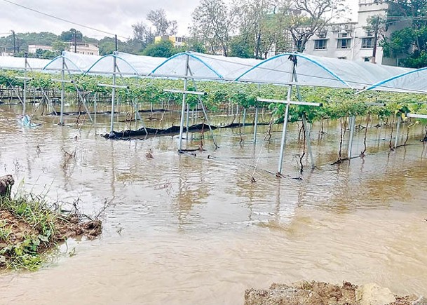 打鼓嶺農場出現水浸情況。