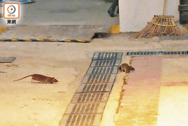 順利邨：兩隻老鼠在天井位置覓食，完全不怕人。