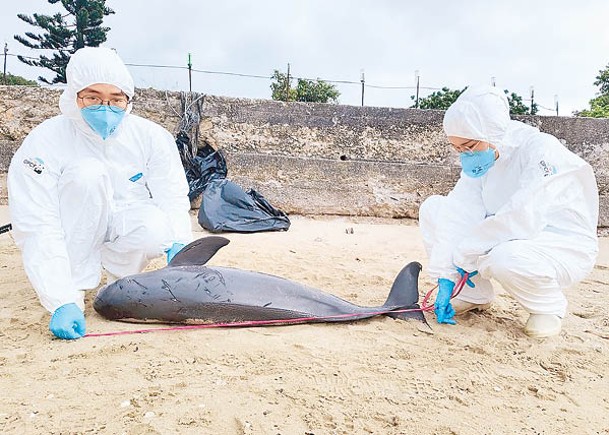 海洋公園人員檢視江豚屍體。