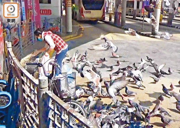 尖沙咀碼頭巴士總站，不時有人餵飼野鴿。
