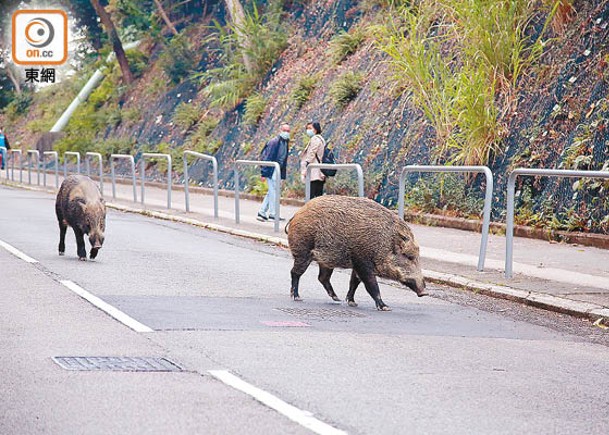 野豬衝出市區覓食，甚至曾發生傷人事件。