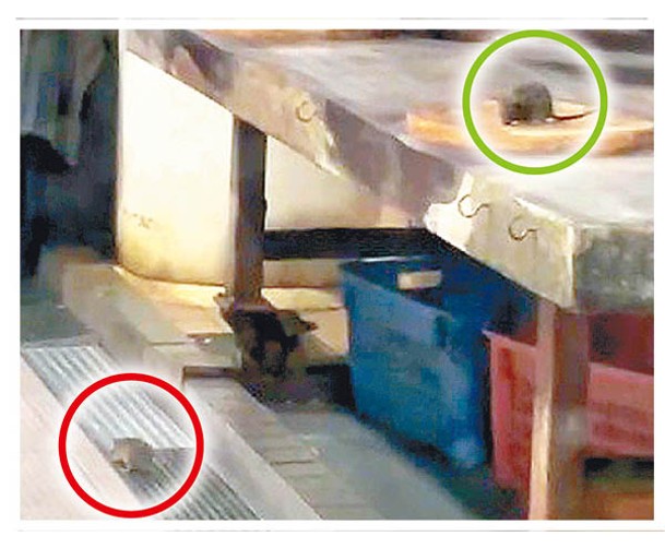 青衣街市：有老鼠（綠圈示）在肉枱砧板上覓食，另一隻在地上爬行（紅圈示）。