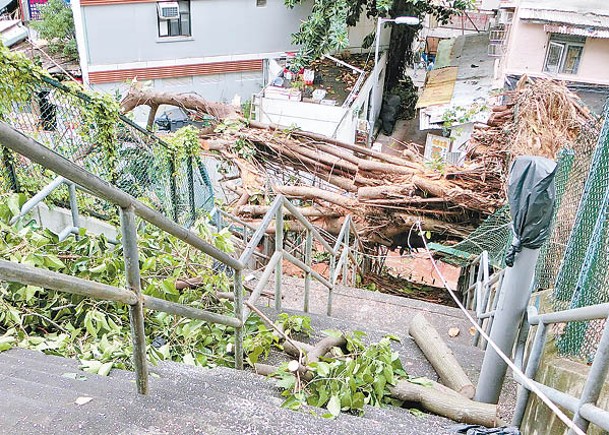 城市建設及極端天氣影響下，樹木容易出現倒塌事故。