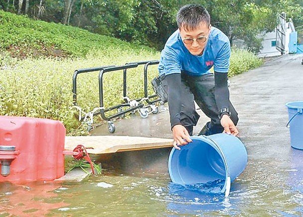 水務署每年會向藻類過盛的水塘投放約30萬條魚苗。