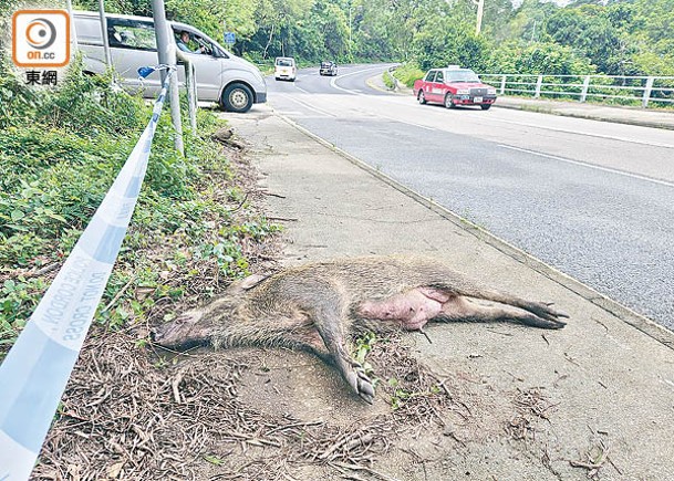 野豬屍體被移至路旁。（蘇偉明攝）