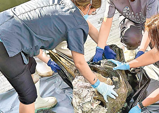 海洋公園保育基金人員檢視海豚顱骨。