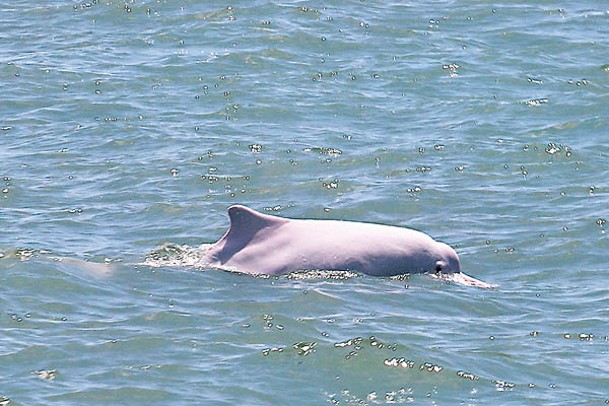 三跑項目對北大嶼水域的中華白海豚和其他海洋生物棲息地造成永久損失。
