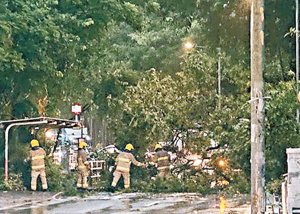 元朗：田廈路近廈村市菜站樹木塌下，消防在場處理。