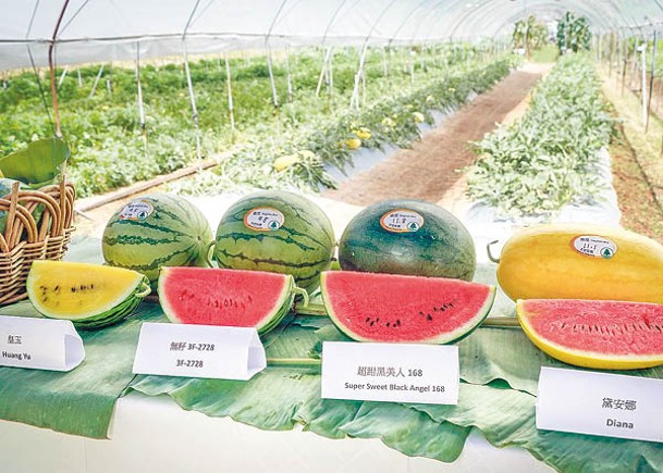 西瓜節有多種西瓜供食客挑選。