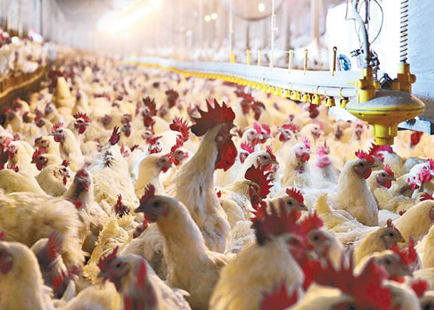 當局指示業界暫停進口美國明尼蘇達州Lyon縣的禽肉、禽蛋及禽類產品。