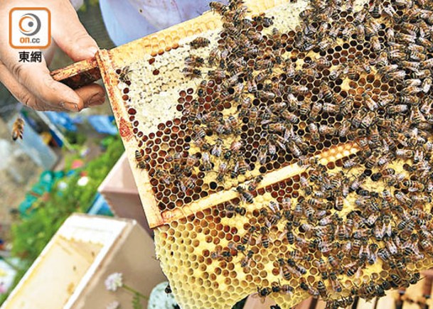 進食蜂蜜時要小心選擇。