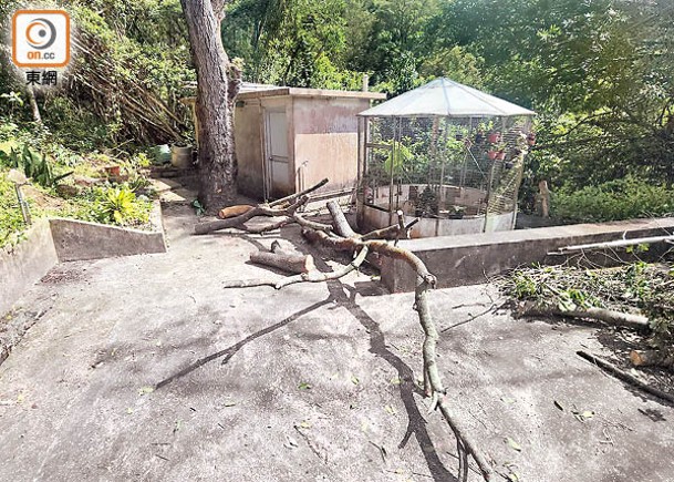 大嶼山：現場堆放被鋸下的樹枝。（張開裕攝）